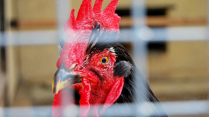 城大研發辨認求救啼聲模型 助改善養殖雞隻福祉