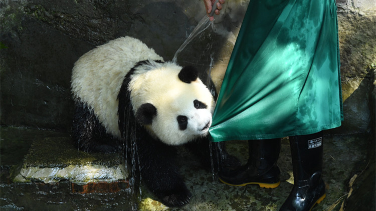 圖集｜熱浪滾滾 重慶動物園大熊貓老虎食冰消暑