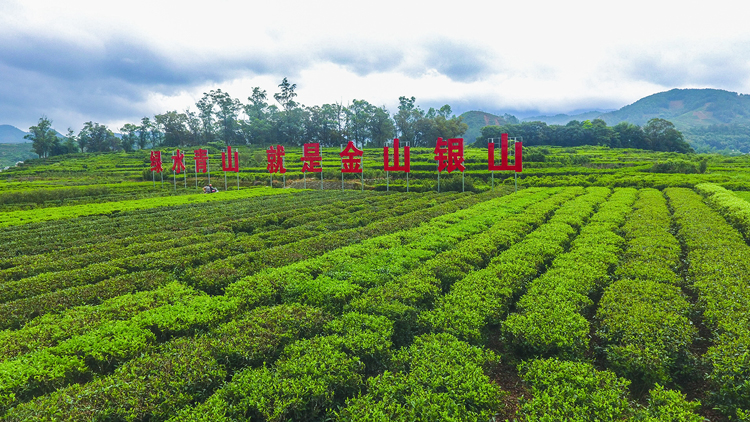 【萬水千山總是情】碧道茶香兩岸秀！潮州24億打造鳳凰山茶旅走廊