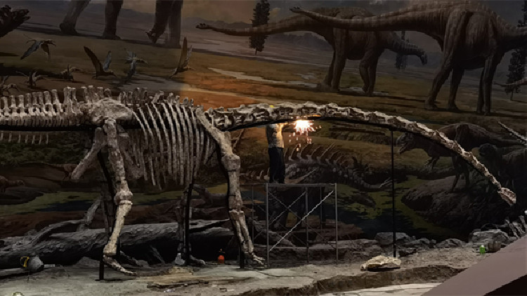 全長約24米 化石醫生修復「亞洲第一龍」