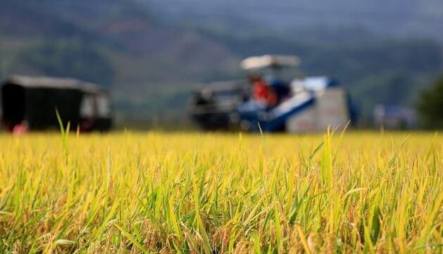 國家統計局：全國早稻總產量562.5億斤 同比增2.1億斤