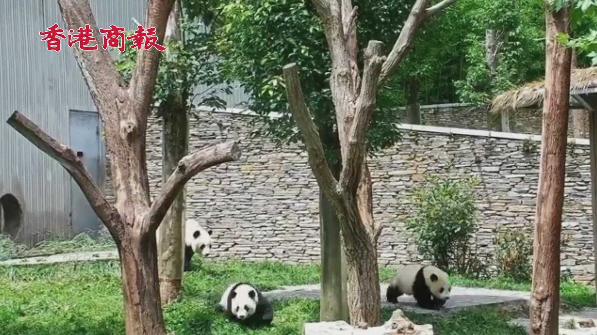 有片 | 驚險！地震發生瞬間 大熊貓媽媽攜幼崽跑到室外避險