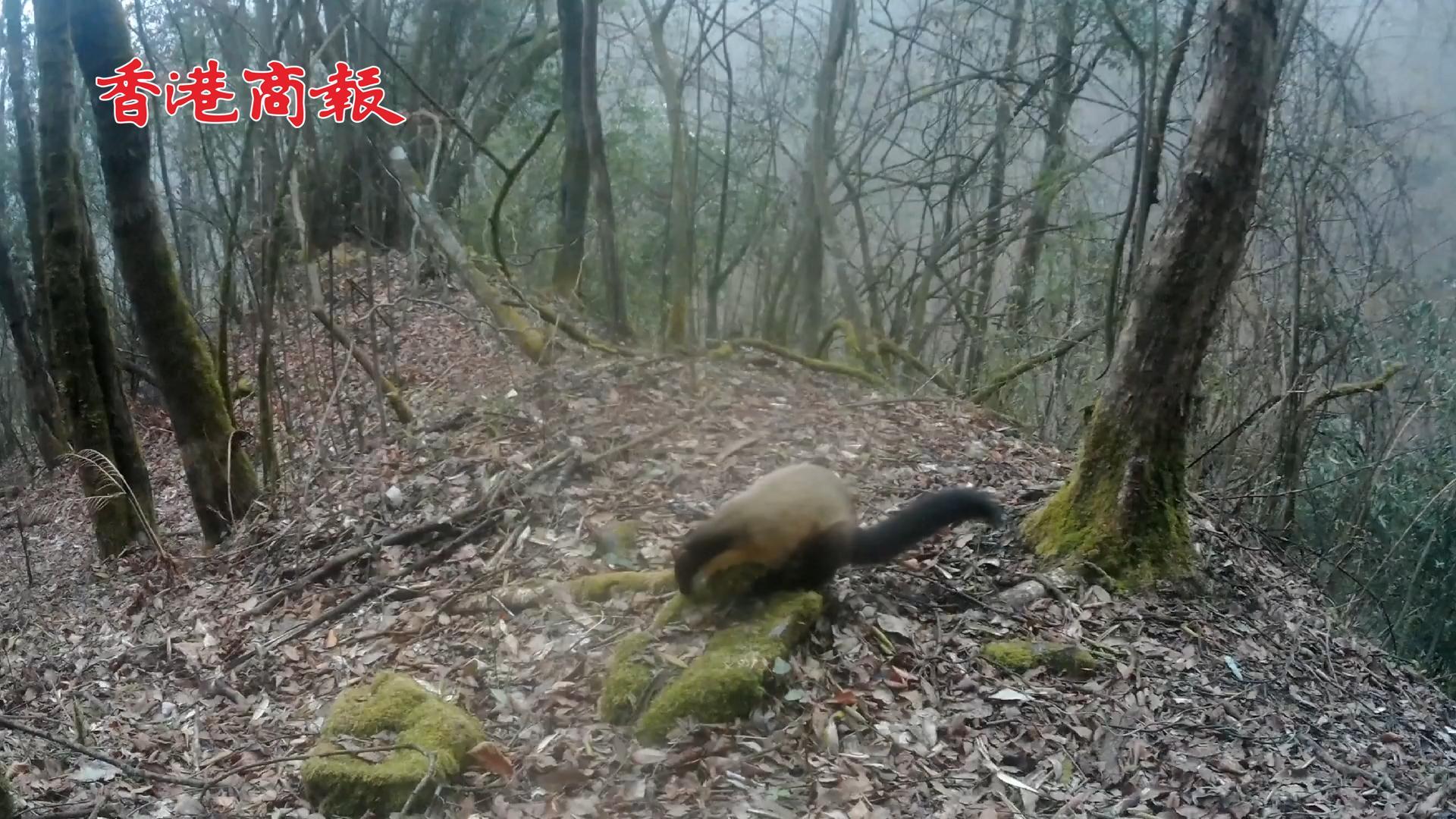 有片 | 重慶大巴山自然保護區拍到多種野生動物活動畫面