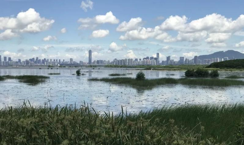 與深圳隔灣相望 這裏有片全球候鳥樂園國際重要濕地