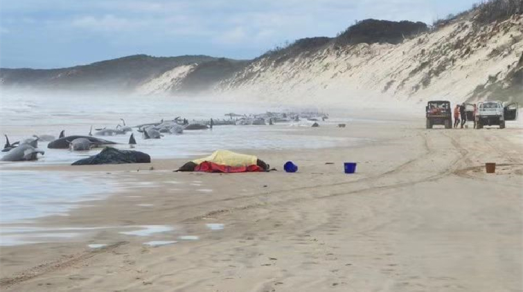 澳大利亞一海灘約230頭鯨魚擱淺 當地政府指約半數還活着