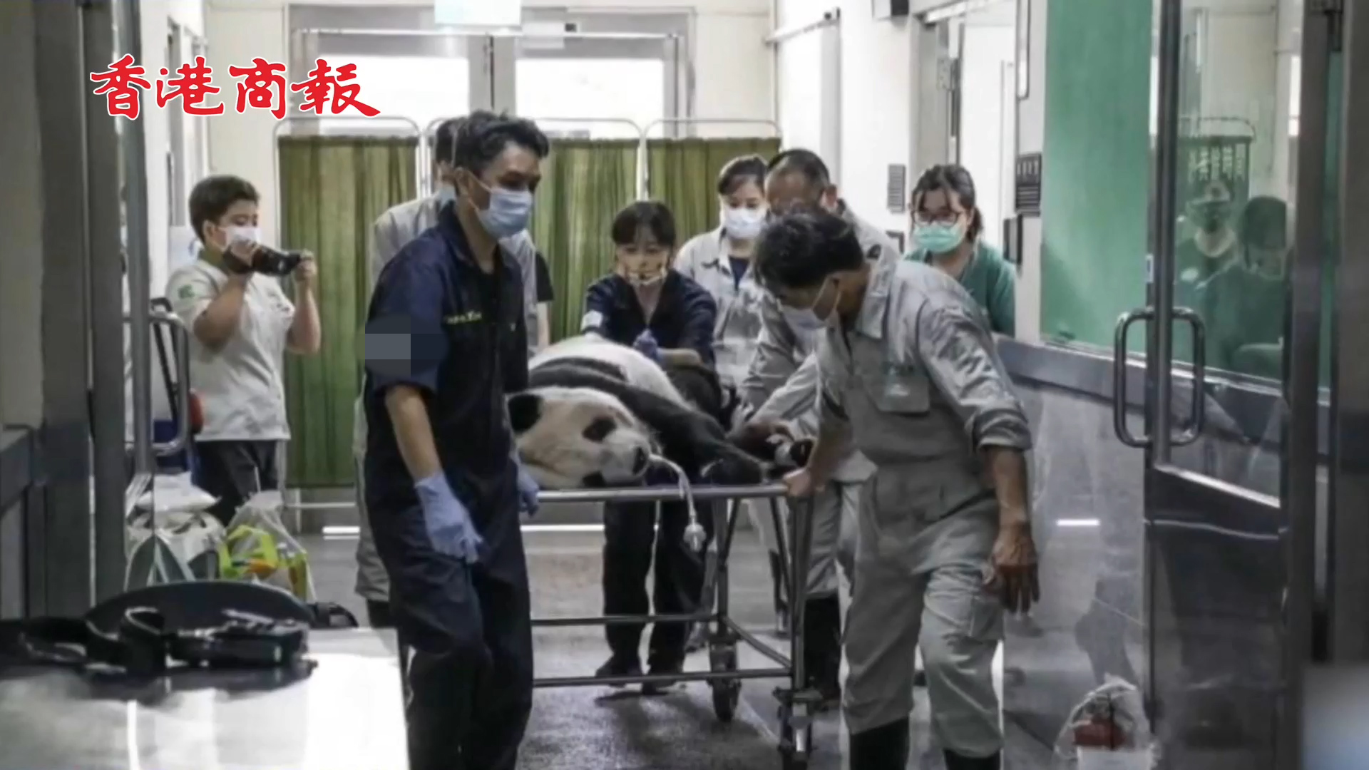 有片 |  大陸贈台大熊貓團團腦部病變 台北市動物園：狀況穩定，正投餵抗癲癇藥