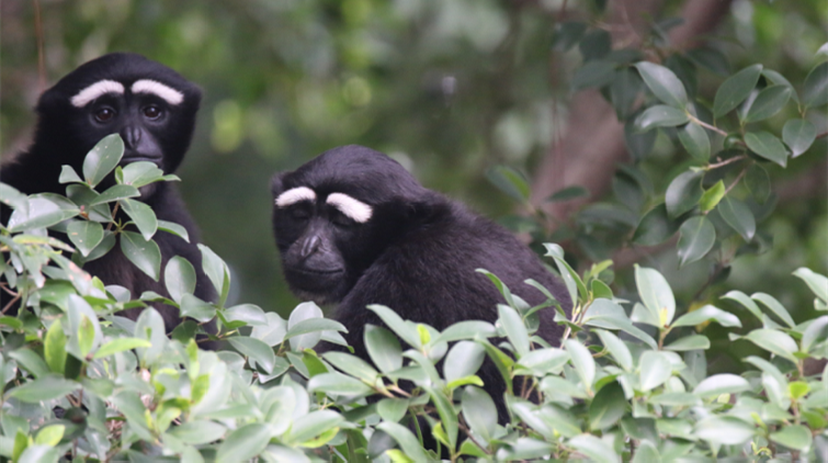 白眉毛配「娃娃臉」 廣州動物園裏的長臂猿反差萌十足