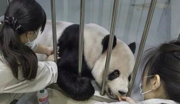 大陸專家赴台探視 大熊貓「團團」配合診療