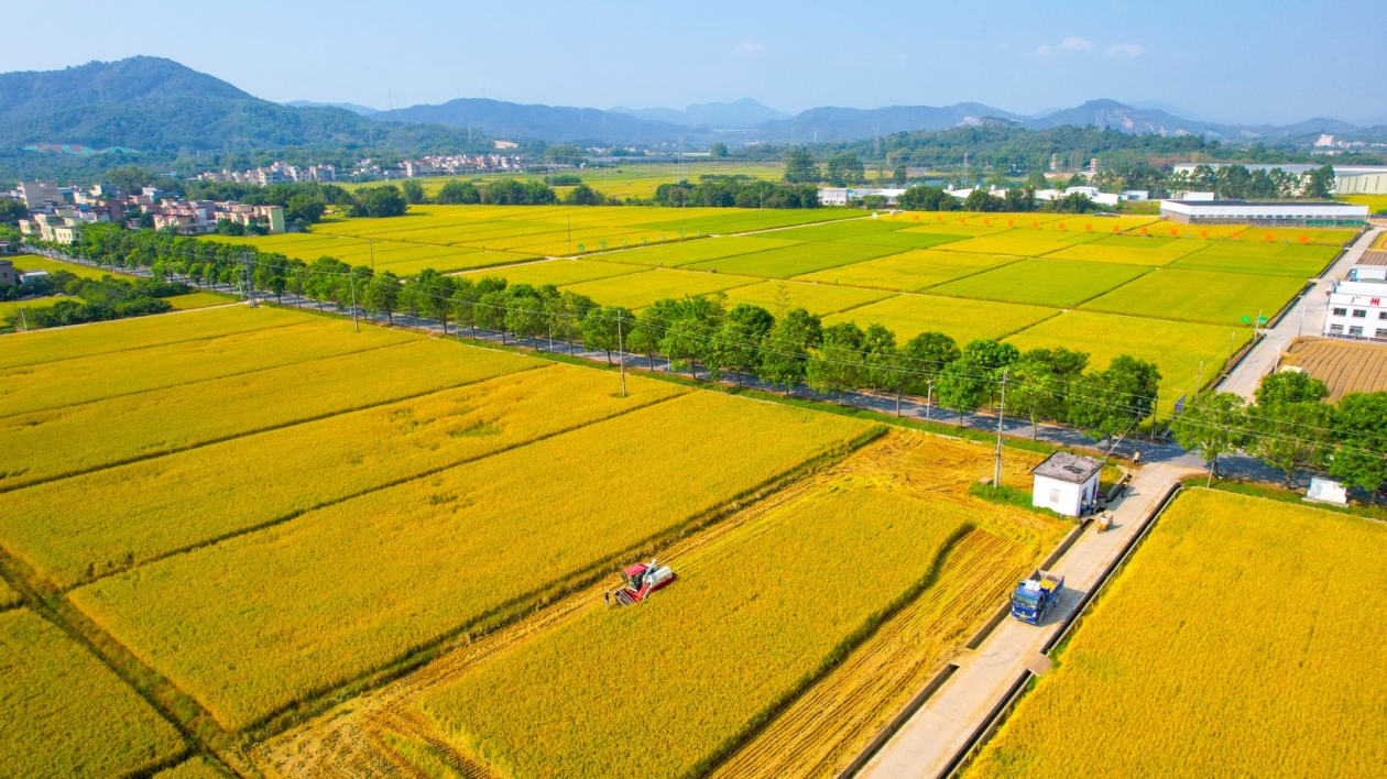 「廣州糧」豐收在望 晚造糧食播種面積達20.58萬畝