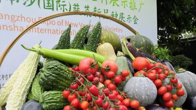 廣州展示推廣1282個蔬菜新品種 助大灣區「菜籃子」建設