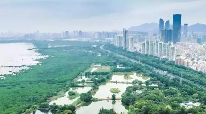 全球首個「國際紅樹林中心」為何落戶深圳？一文了解