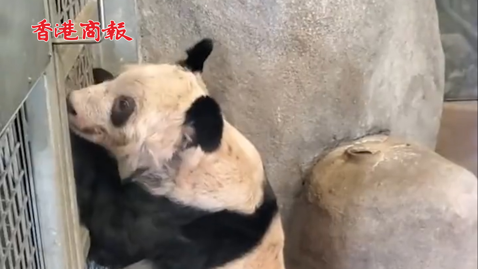 有片 | 美國動物園將歸還中國大熊貓丫丫樂樂