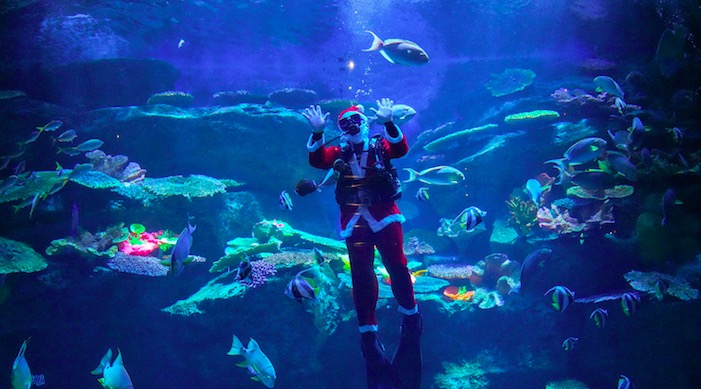 圖集｜印尼水族館賀聖誕 聖誕老人水中派禮物