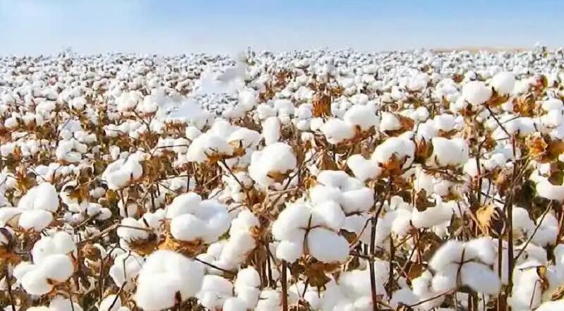新疆棉花產量佔全國90.2% 創歷史新高