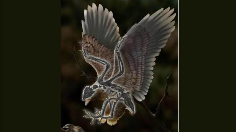 中國科學家最新發現1.2億年前鳥類：長着恐龍頭骨和怪異身體