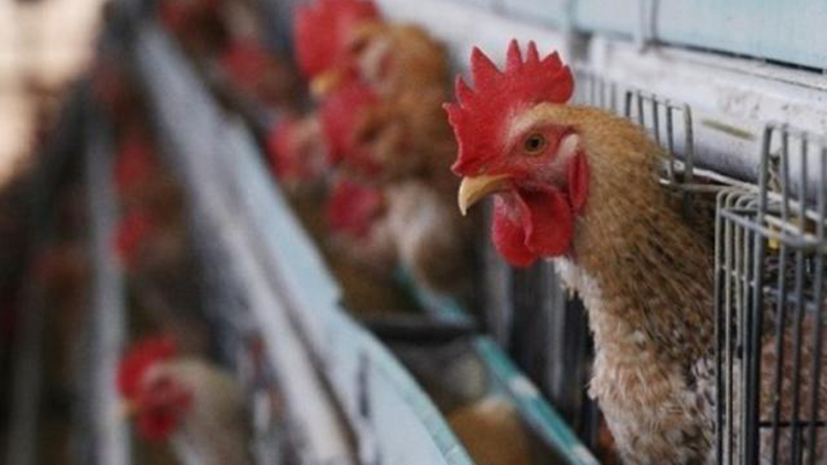 本港暫停進口美國法國波蘭及日本部分地區禽肉及禽類產品