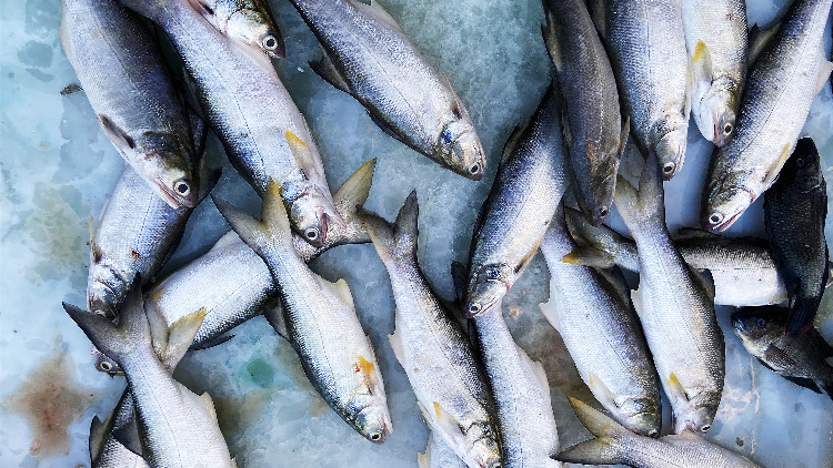 【海峽觀察】台農漁食品輸陸註冊受阻真相