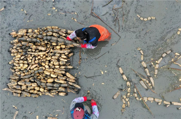 安徽巢湖：「藕」遇豐收季 藕農採挖忙
