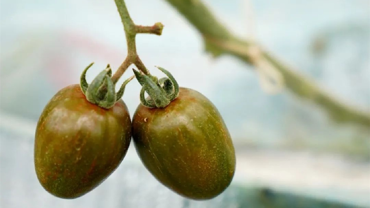 安徽巢湖：水果番茄成熟上市
