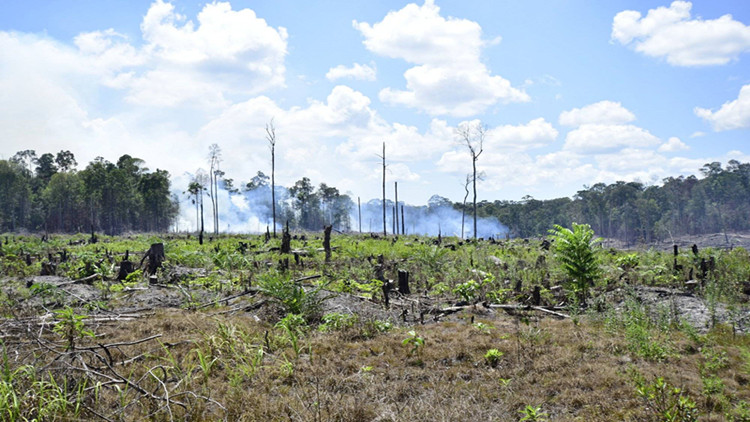2022年巴西亞馬孫森林砍伐量達15年來最高水平
