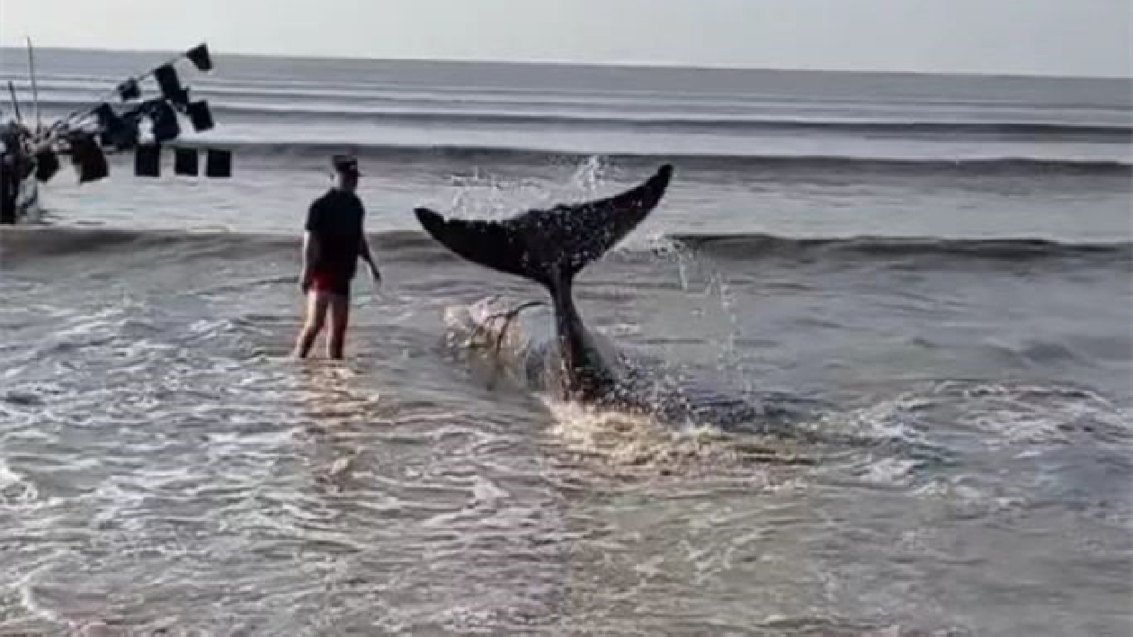 國家二級保護動物鯨鯊寶寶廣東陽江擱淺！多方緊急救援送它回家