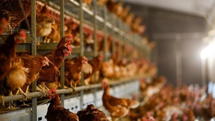 本港暫停進口美國維珍尼亞州Rockingham縣禽肉及禽類產品