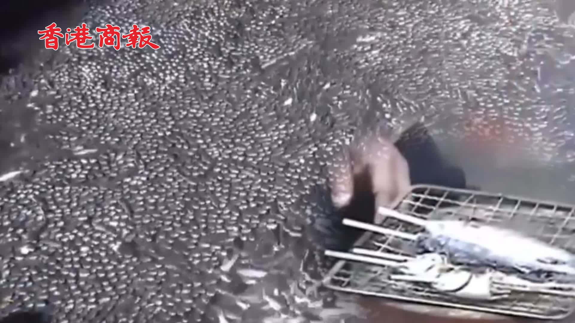 有片 | 密密麻麻 魚群擠爆日本河道民眾原地烤魚