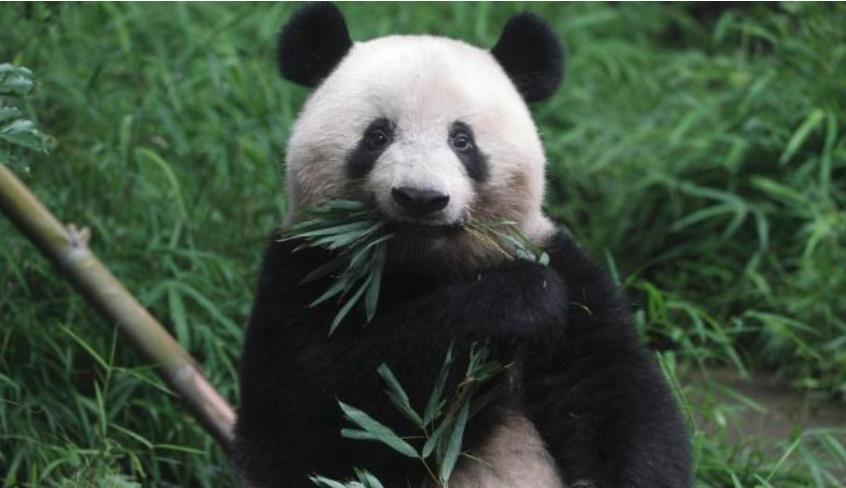 旅日大熊貓「香香」將回到中國 園長：希望找到好伴侶