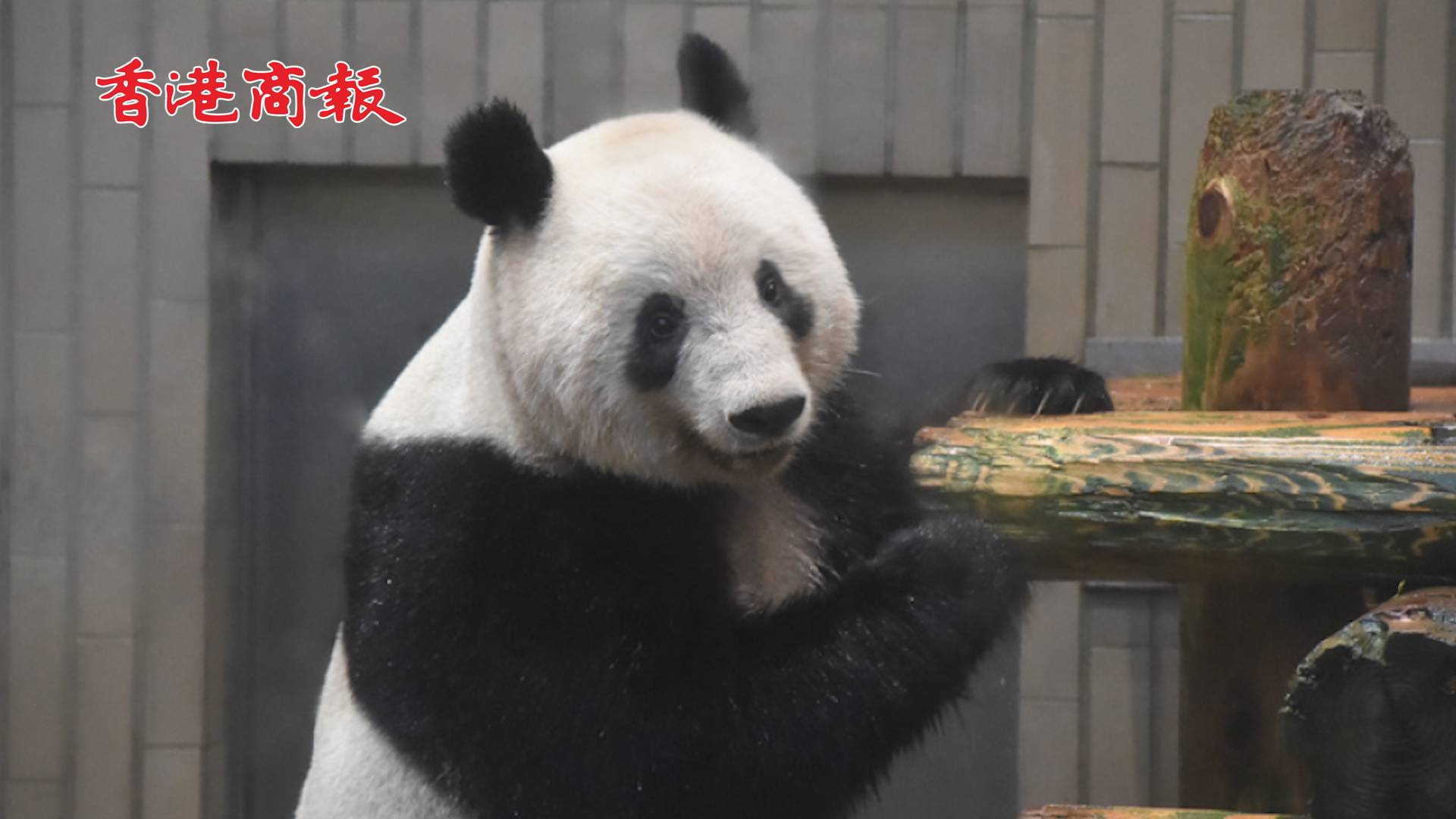 有片丨旅日大熊貓香香將返回中國 日本園長祝「找到好伴侶、留下後代」