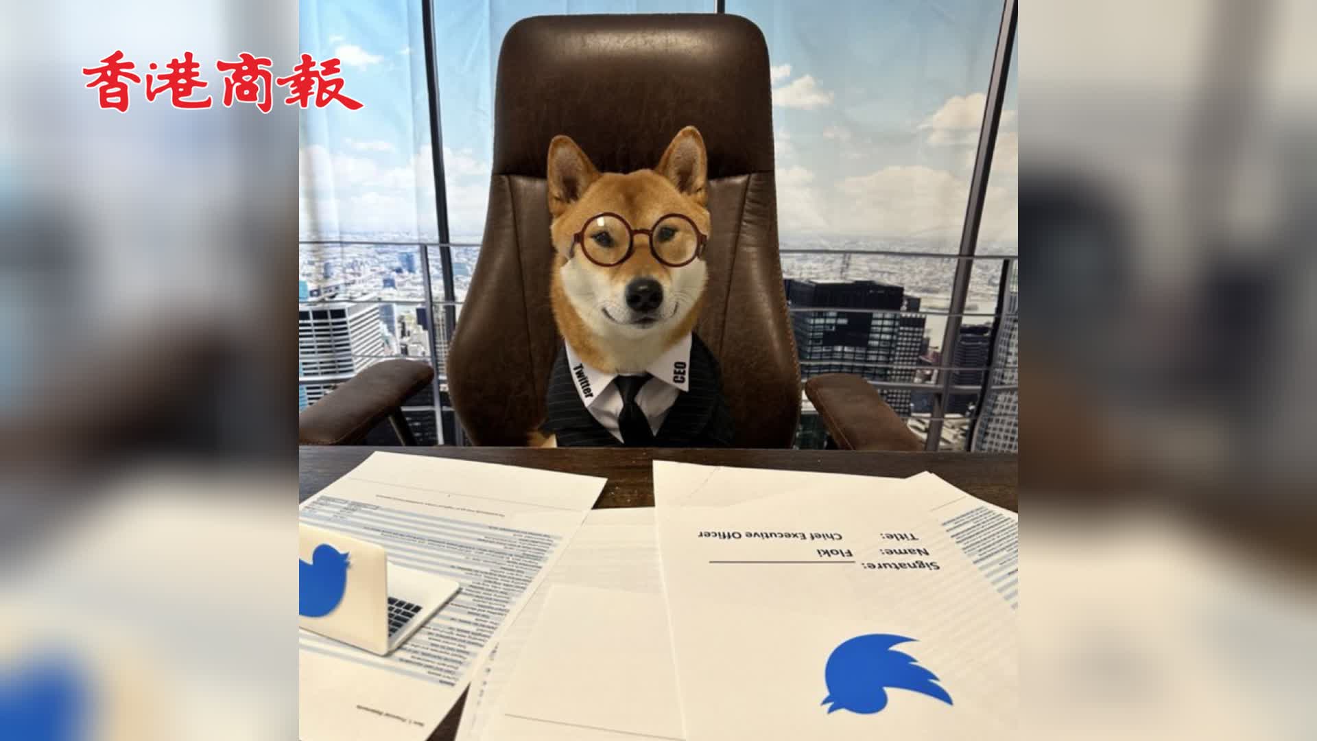 有片 | 馬斯克「任命」自家柴犬擔任推特行政總裁