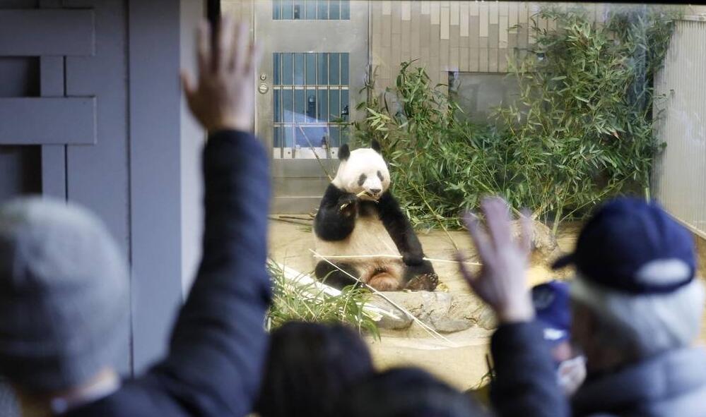 旅日大熊貓香香21日回國 大批日本民眾到動物園送別