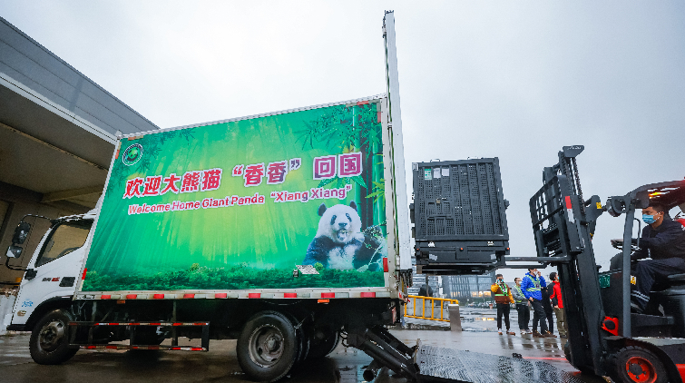 圖集 | 大熊貓「香香」安全飛抵成都 全程採取閉環管理