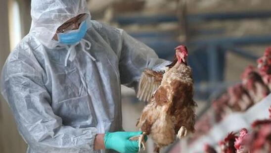 阿根廷禽流感疫情已擴大至6省 全國禁止活禽交易