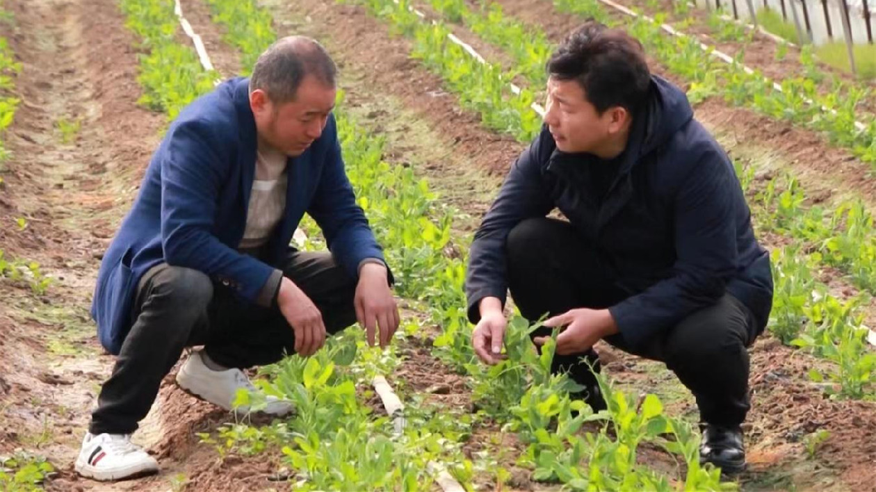 王朋：田園徽州「農」情四溢