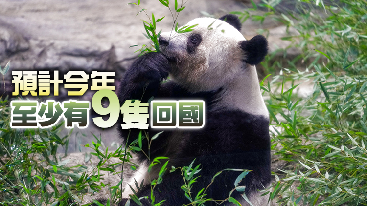 大熊貓為什麼近期紮堆回國？多數到期正常歸還