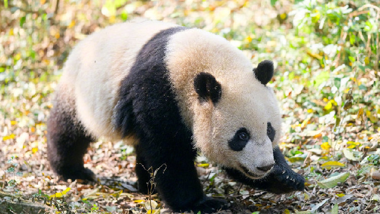 大熊貓「寶新」因多器官功能衰竭不幸離世