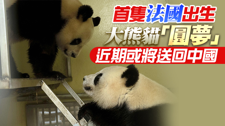 旅法中國大熊貓「歡歡」和「圓仔」租期延至2027年