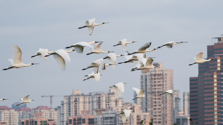 黑臉琵鷺后海灣僅餘300隻 香港觀鳥會：令人擔憂