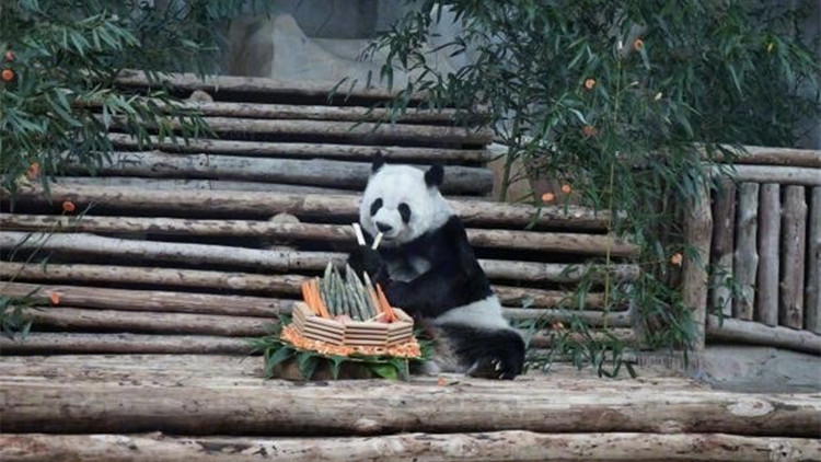 22歲旅泰大熊貓林惠不幸去世 死因待查