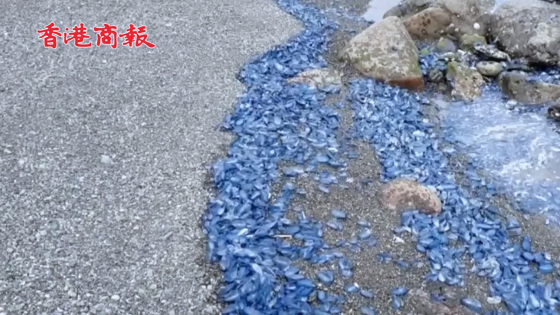 有片 | 日本鹿兒島海岸現大量有毒水母 被蟄或致休克