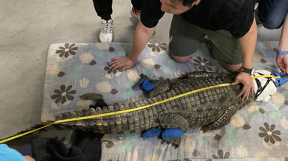 海洋公園接收在八鄉捕獲鱷魚