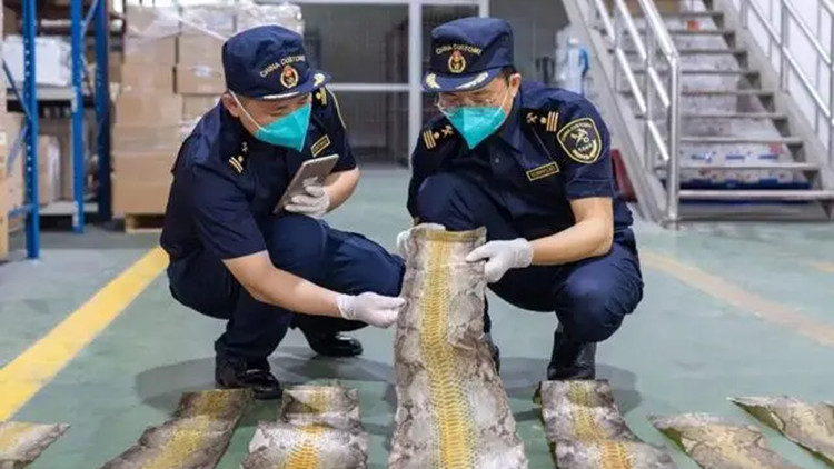 深圳機場海關查獲疑似3.5米長蟒蛇皮10張