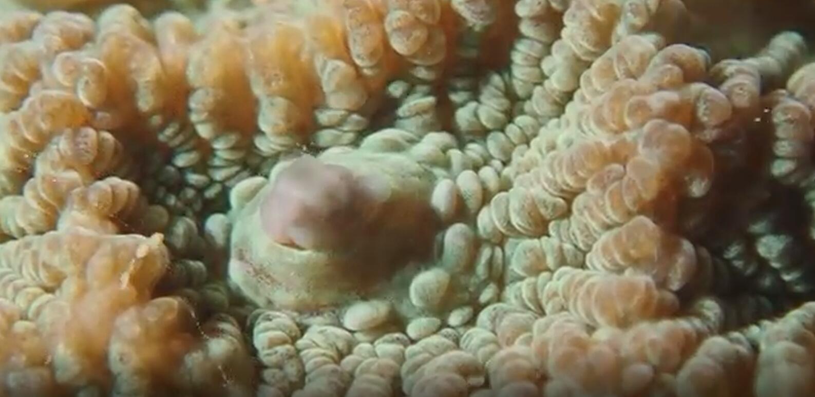 有片｜拍到了！深圳野生珊瑚「下蛋」啦！