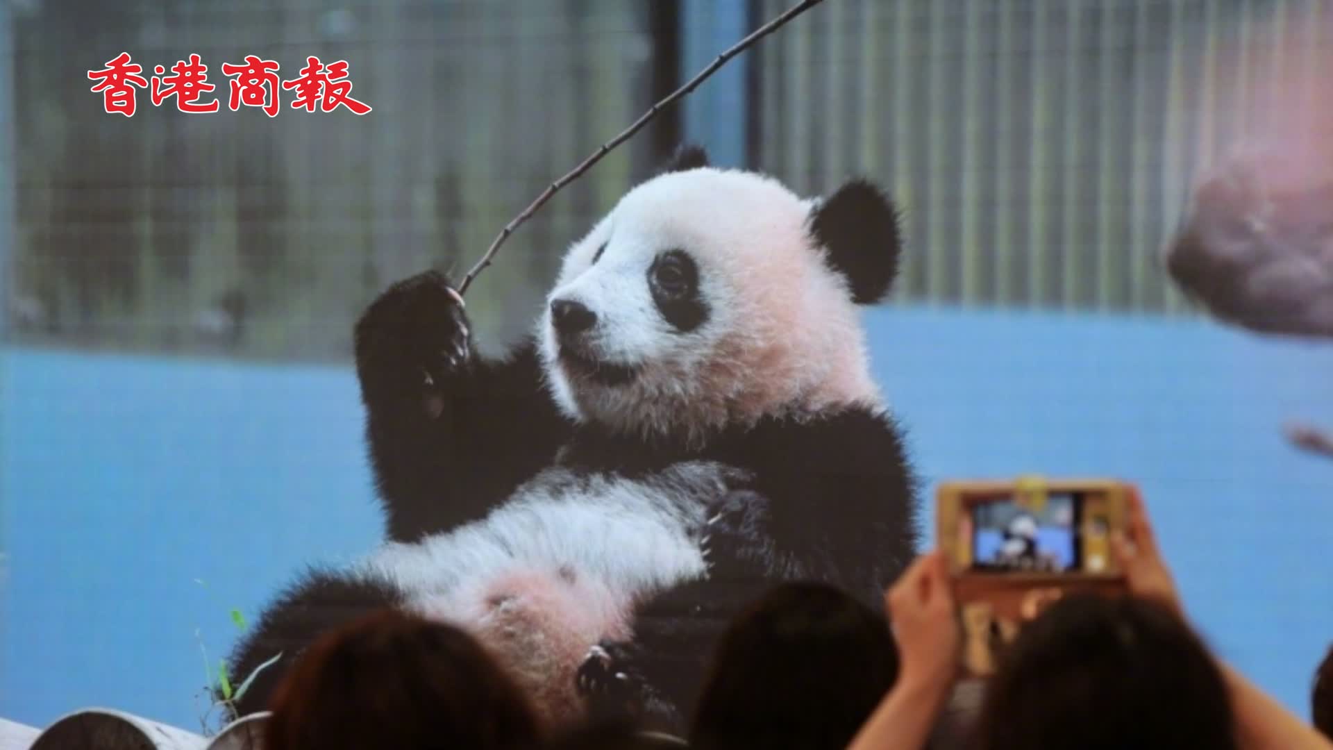 有片 | 日本民眾為大熊貓「香香」辦6歲生日會 同唱生日歌送祝福