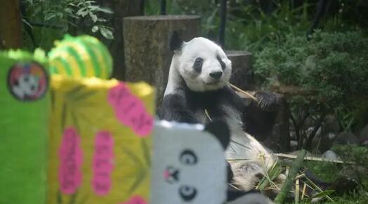 墨西哥舉行大熊貓「欣欣」33歲生日慶祝活動
