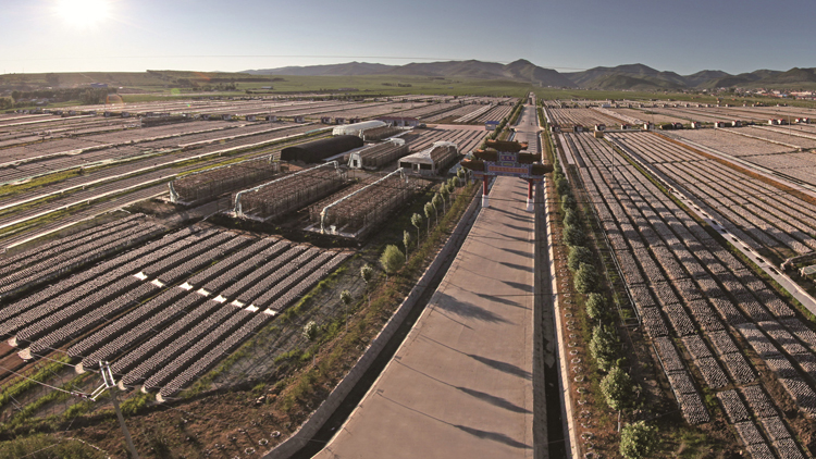 黑龍江牡丹江：​叫響「世界黑木耳之都」 小木耳做成產業「航母」