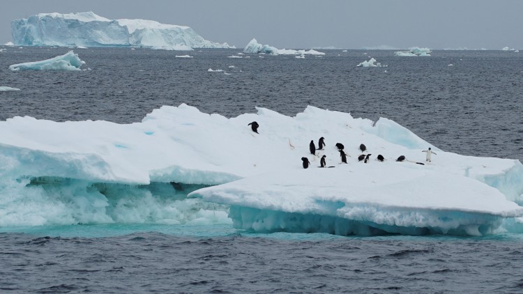 報告：南極海冰範圍處於歷史新低