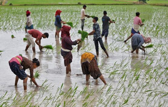 印度大米出口禁令惡化糧食通脹  國際米價升至11年高位