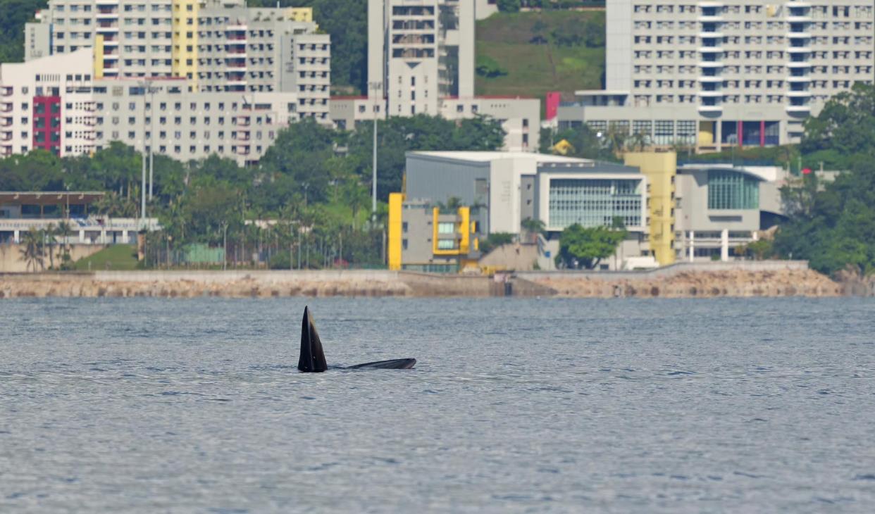 西貢鯨魚背部現傷痕 團體籲列保護區