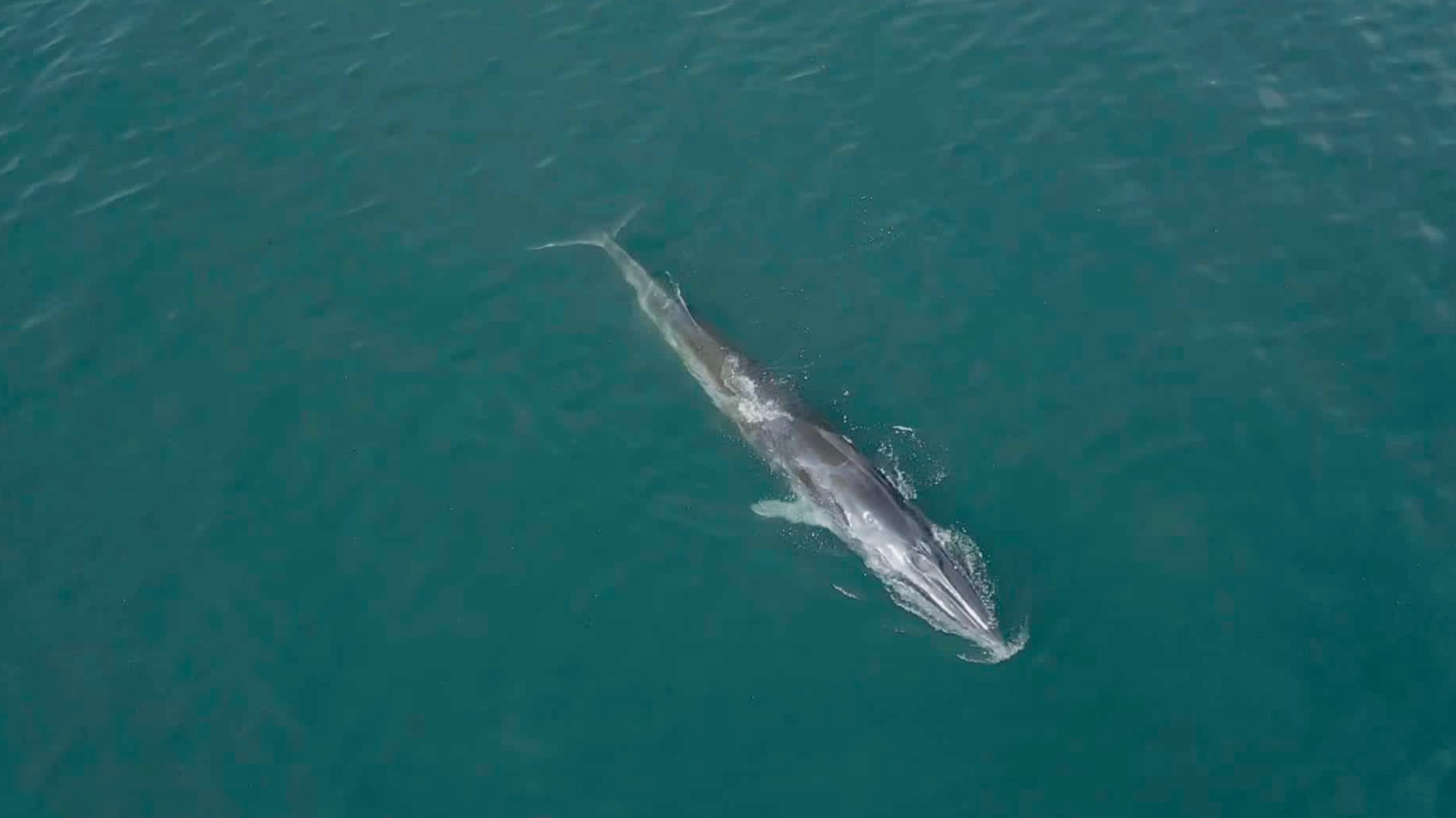 漁護署：西貢鯨魚背部傷痕非近期正愈合  暫毋須介入救治